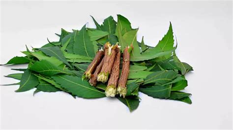 Health Benefits Of Neem Leaf Neem Ke Patte Khane Ke Fayde In Hindi सेहत का खजाना है नीम