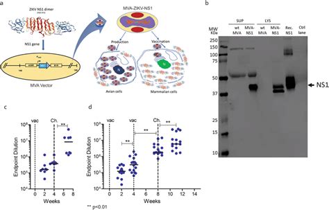 Construction Western Blot And Immunogenicity Of MVA ZIKV NS1 Vaccine