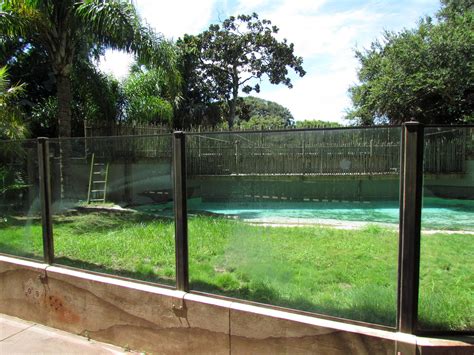 Saltwater Crocodile Zoochat