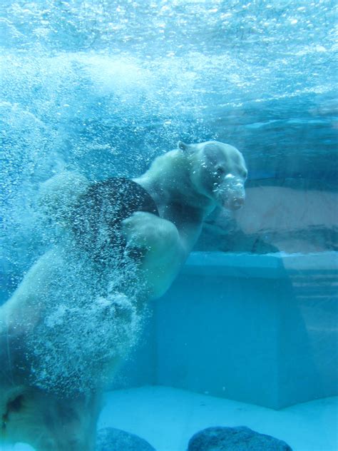 Polar Bear playing at the Lincoln Park Zoo. Chicago, Illinois. Photo by Heather Owens. March ...