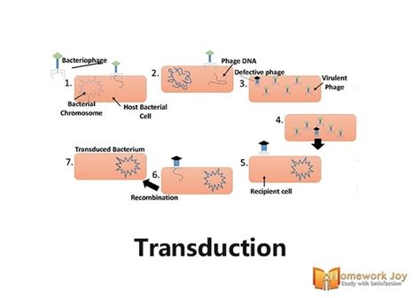 Life Cycle Of A Virus How It Infects The Human Body