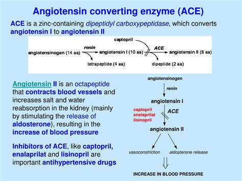 PPT - Angiotensin converting enzyme (ACE) PowerPoint Presentation, free ...