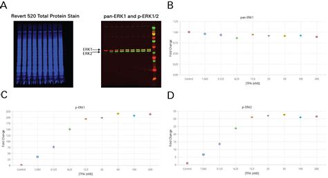 Quantitative Immunofluorescent Assays Using Fluorescent Imaging