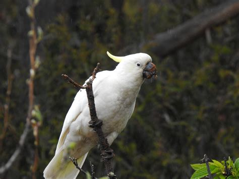 Sulphur Crested Cockatoo Birds In Backyards