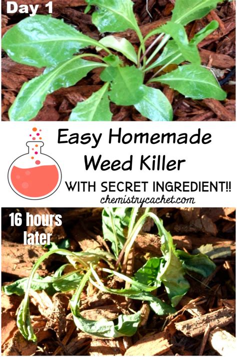 Easy Homemade Weed Killer With Secret Ingredient