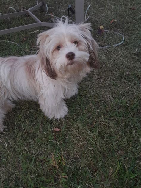 Lhasa Apso Puppies For Sale Norfolk Va 478589