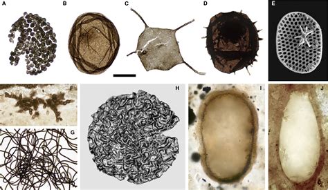 The Neoproterozoic Current Biology