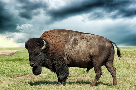 American Bison Against Stormy Sky by Mike Hill