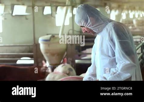 Veterinarian Doctor Wearing White Protective Suit And Examining Pigs At