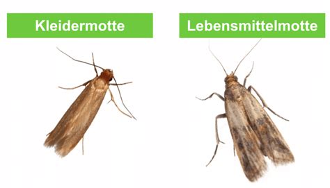 Motten bekämpfen erkennen und loswerden Diese Mittel helfen ERASIO