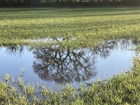 Reflection Nature Puddle Free Photo On Pixabay Pixabay