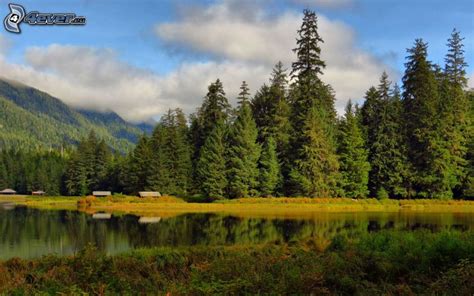 Bosques de coníferas