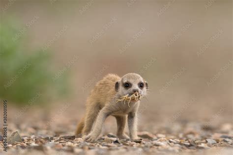 Meerkat Pup Eating Scorpion, Namibia Stock Photo | Adobe Stock