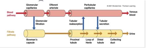 Renal Hemodynamics And Glomerular Filtration Flashcards Quizlet