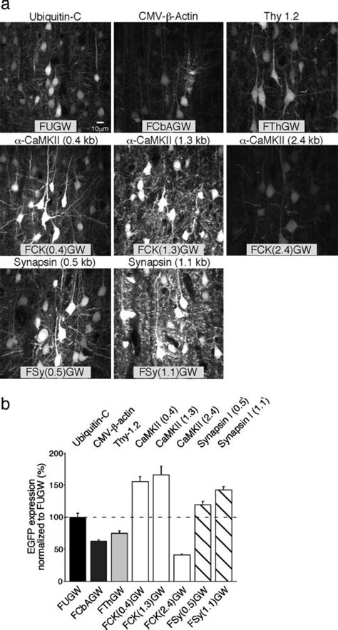 Lentivirus Based Egfp Expression In Cortical Neurons In Vivo P21 P28