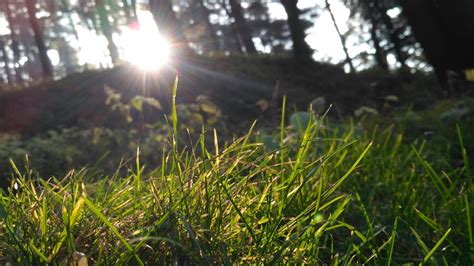 Free stock photo of grass, sun