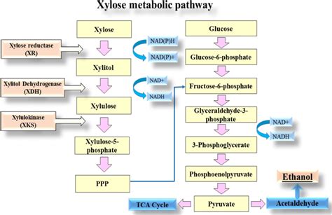 Schematic Representation Of Xylose Metabolic Pathway In Yeasts Download Scientific Diagram