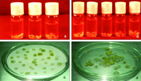 a-d. Two types of cryopreservation methods: a-b, Protocorms with ...