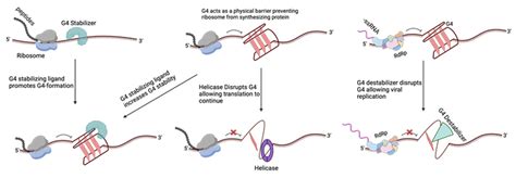 Pathogens Free Full Text G Quadruplexes In The Regulation Of Viral