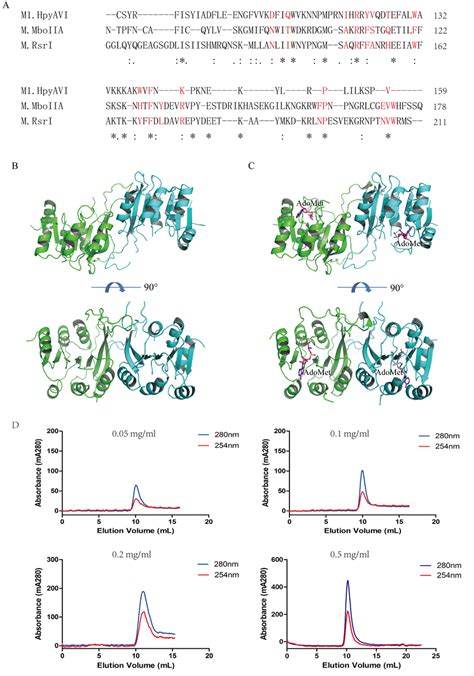 M1 HpyAVI Exists As Dimer In Crystal And Solution A A Conserved