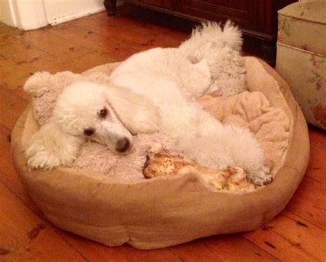 Mia I Have My Birthday Bone And Teddy In My Bed I Am Happy To Chew