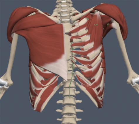 Pectoral Region Diagram Quizlet