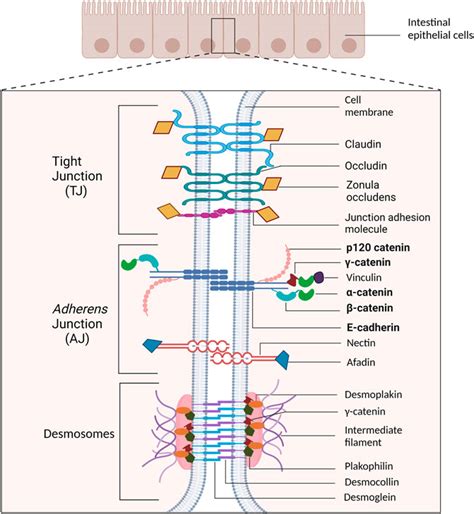 Frontiers Adherens Junction Proteins On The MoveFrom The Membrane To