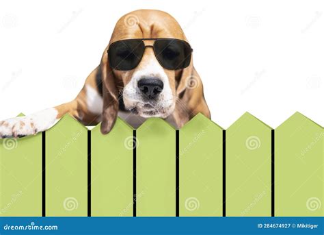 Funny Dog Beagle Boss Seriously Looks Over The Fence Stock Image