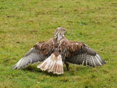 The Online Zoo - Ferruginous Hawk