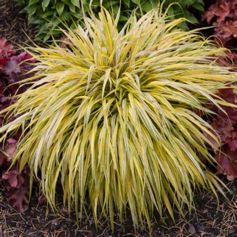 Spring Hill Nurseries Gold Japanese Forest Grass Hakonechloa Live Bareroot Perennial Plant