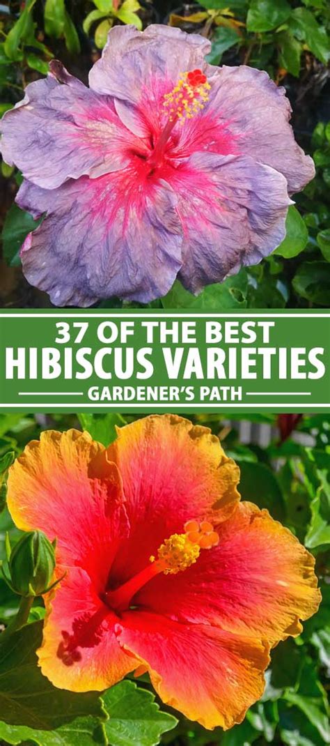 Of The Best Hibiscus Varieties Gardener S Path