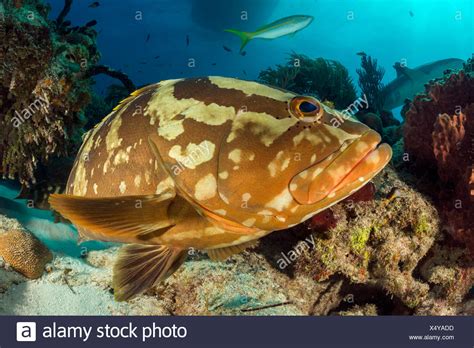 Nassau Grouper High Resolution Stock Photography and Images - Alamy