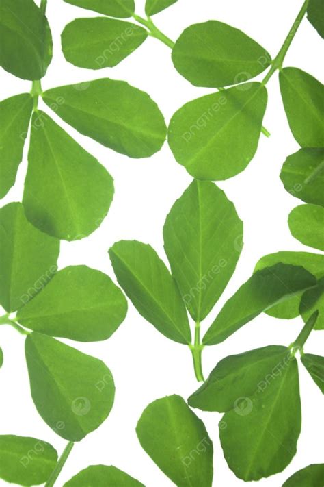 Leaves Of Fenugreek Backlight Backlit Photo Background And Picture For