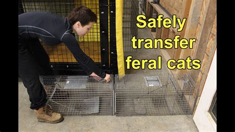 How To Get A Feral Cat Into A Cat Carrier Cat Lovster