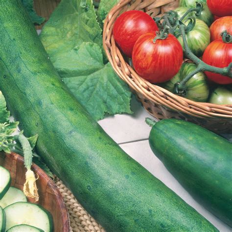 Unwins Cucumber Tasty King F1 Seeds - Vegetables – Unwins UK