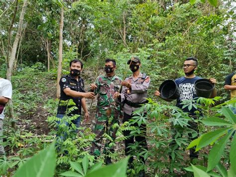 Polisi Temukan Pohon Ganja Di Lahan Milik Wna Republika Online