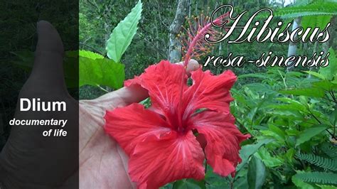 Chinese Hibiscus Hibiscus Rosa Sinensis Part 2 YouTube