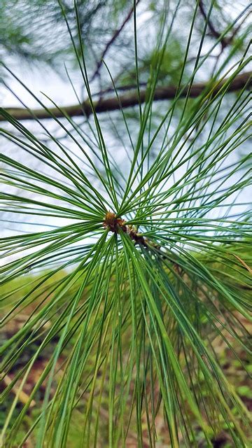 Conifer Needles Jaw Free Photo On Pixabay