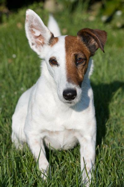 Fox Terrier à Poil Lisse Caractéristiques Prix Alimentation Et