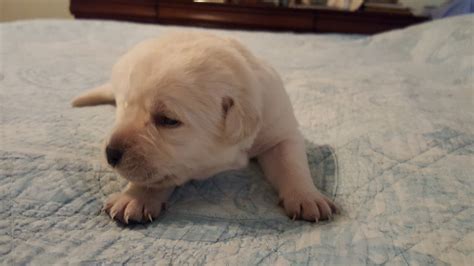 Ida Mae’s Pups Eyes Are Opening!