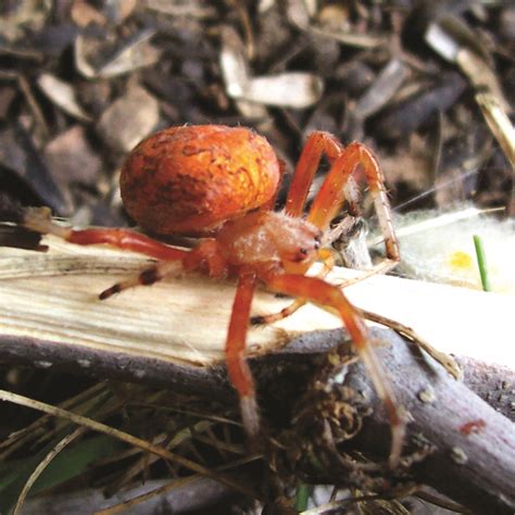 Araneus marmoreus · Earth@Home: Biodiversity