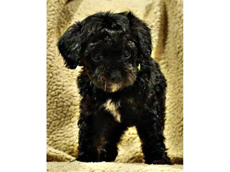 Adorable Mini Bernedoodle puppies adoption fees Philadelphia - Puppies ...