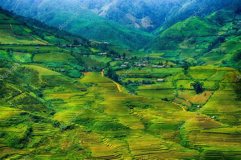 Campos De Arroz En Terrazas De Mu Cang Chai YenBai Vietnam Los