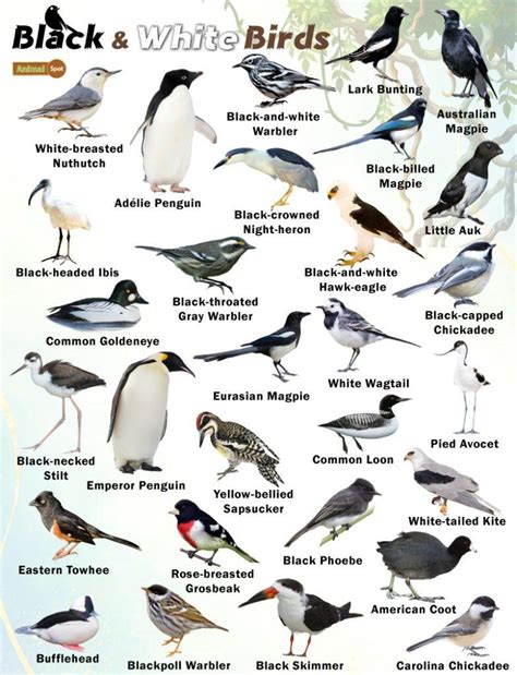 Black and White Birds – Facts, List, Pictures