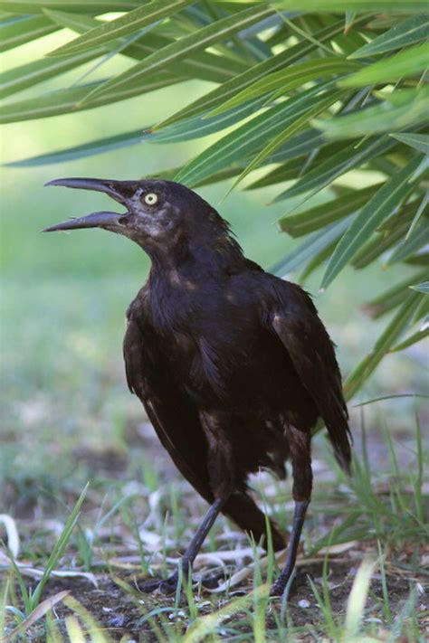 What You Need To Know About Grackles Texas Worst Bird