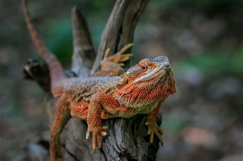 Bearded Dragon Wallpaper 50 Pictures Wallpaperset