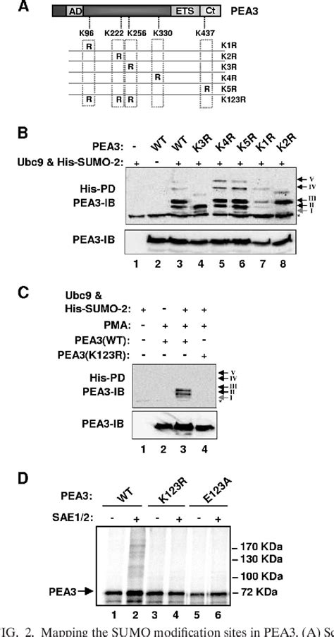 Figure 2 From Extracellular Signal Regulated Kinase Mitogen Activated