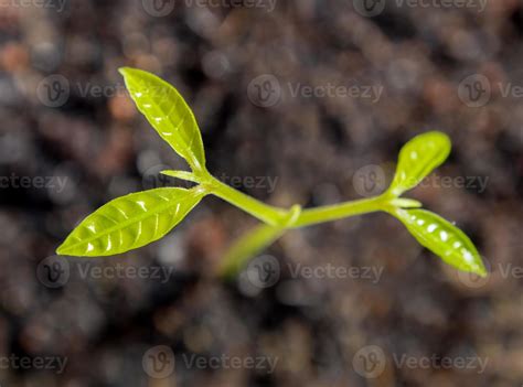 hojas de brotes de plantas jóvenes que se siembran en la naturaleza