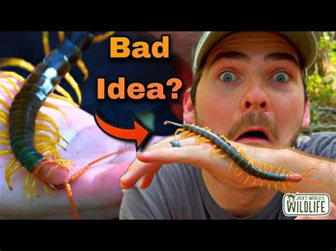 Red Headed Centipede Bite