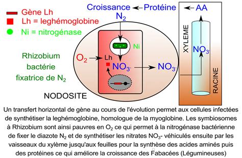 Les Symbioses Dans Le Programme De Terminale Spésvt Blog